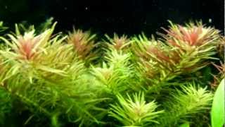 Limnophila Aromatica  Rice Paddy Herb [upl. by Aelanej]