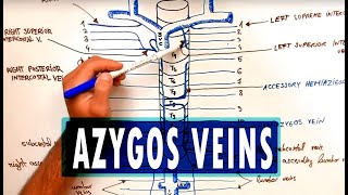 ANATOMY  Azygos Venous System [upl. by Naerda]