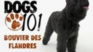 Dogs 101  Bouvier Des Flandres [upl. by Notneb]