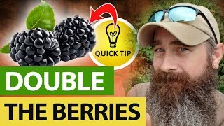 How I Double My Blackberries Every Year [upl. by Monte]