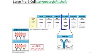 B Cell Development [upl. by Atinyl]