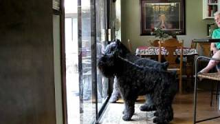 Bouvier des Flandres Burglar Alarm [upl. by Avigdor]