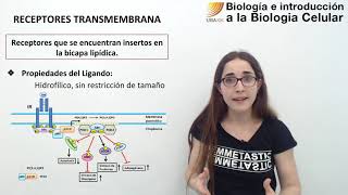 51 Biología celular Receptores transmembrana [upl. by Rolando]