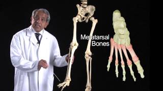 The Foot Bones  Anatomy Tutorial [upl. by Balsam]