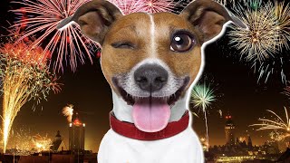 Sound Of Fireworks For Dogs [upl. by Isis379]