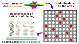 Gene Expression Analysis and DNA Microarray Assays [upl. by Aipotu787]