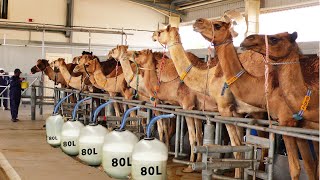 Automatic Camel Milking Technology  Modern Camel Farming  Amazing Camel Milk Product [upl. by Eahc]