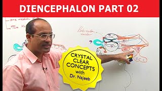 Diencephalon  Neuroanatomy  Part 22 [upl. by Ronen]