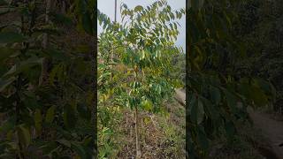 Agarwood plants Nagaland [upl. by Friedberg880]