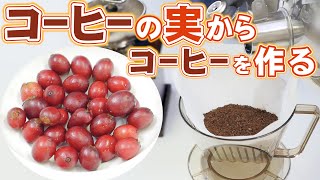 コーヒーの実からコーヒーを作ってみよう！＆実験イナゴマメでもコーヒーの味になるか試してみました！ [upl. by Susan]