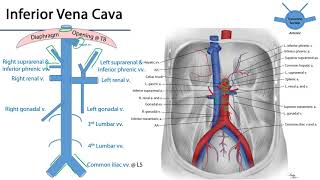 Inferior Vena Cava  M1 Duodenum Pancreas and Abdominal Aorta [upl. by Animehliw]