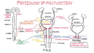 Micturition Reflex  animation [upl. by Nelrsa]