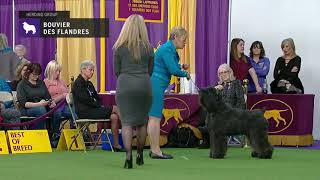 Bouviers des Flandres  Breed Judging 2019 [upl. by Nagaer]