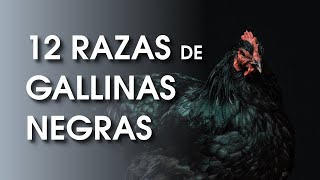 12 Hermosas razas de gallinas negras 🐔  Gallina Ponedora [upl. by Daffodil]