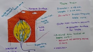 Taste Bud  Structure and function [upl. by Hanas]