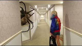 Worlds largest Spider Ever [upl. by Ateval]