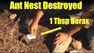 How to Destroy an Ant Nest with Borax [upl. by Eliza]