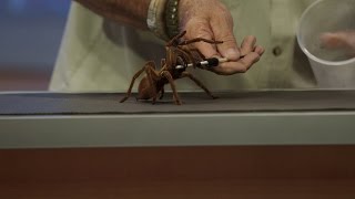 Meet the World’s Largest Tarantula [upl. by Armat]