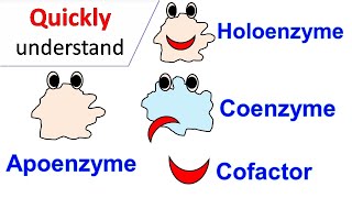 Cofactors  Coenzymes  Holoenzyme  Apoenzyme [upl. by Nehemiah]