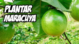 COMO CULTIVAR MARACUYÁ CON ÉXITO 😍  Huerto Orgánico [upl. by Ahsiekel]