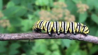 Life Cycle of the Monarch Butterfly [upl. by Sabir]