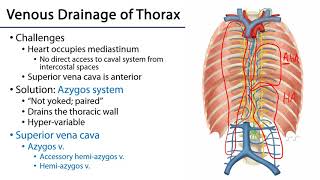 LO 3  Azygos Venous System  Posterior Mediastinum [upl. by Darnoc]