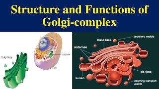 Golgi Complex  Golgi Apparatus  Golgi Body  structure of Golgi complex [upl. by Indnahc684]