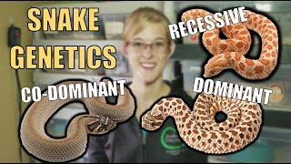 An Intro to Snake Genetics [upl. by Linis]