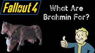 What Are Brahmin For  Fallout 4 [upl. by Elise]