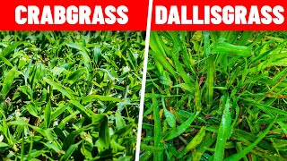 How to Kill Crabgrass and Dallisgrass in the Lawn [upl. by Hagar]