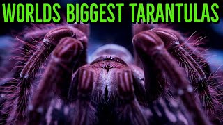 Top 10 LARGEST Tarantulas  Worlds BIGGEST Spiders  GIANT Tarantula [upl. by Maghutte]