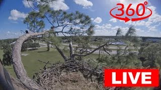 Southwest Florida Eagle Cam  360 [upl. by Russel580]