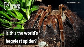 Is this the worlds heaviest spider  Natural History Museum [upl. by Baum343]