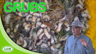 LAWN GRUBSGrub Worms How To Get Rid of Lawn Grubs [upl. by Eycal643]