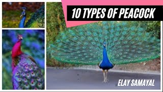 Peacock  10 types of peacock  Types of peacock  peafowl  Phasianidae  Galliformes [upl. by Jeanette205]