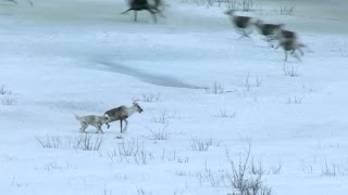 Wolf hunts caribou  Natures Epic Journeys Episode 2 Preview  BBC [upl. by Akemet]