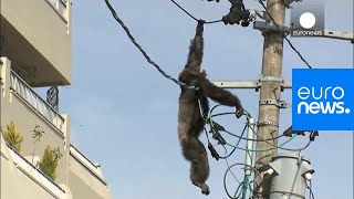 Chimp escape Primate swings from live power lines falls from electricity pole  euronews 🇬🇧 [upl. by Refennej]