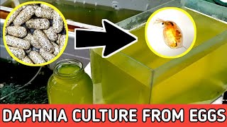 HOW TO HATCH DAPHNIA EGGS  HOW TO CULTURE DAPHNIA [upl. by Novert741]