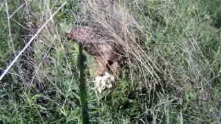 Wild Turkey Nesting Egg Rotating Egg Hatching and Babies Leaving the Nest [upl. by Nitsugua]