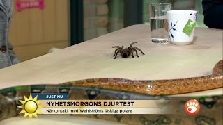 Farliga djur amp Nyhetsmorgon  sant  Nyhetsmorgon TV4 [upl. by Aineg]