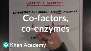 Cofactors coenzymes and vitamins  MCAT  Khan Academy [upl. by Haidabo]