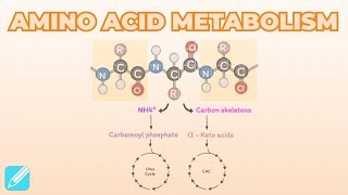 Amino Acid Metabolism [upl. by Tatum788]