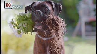 Top 20 dogs funny commercials [upl. by Trixy799]