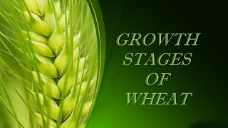 Growth of a Wheat PlantPart 1 [upl. by Surtemed]