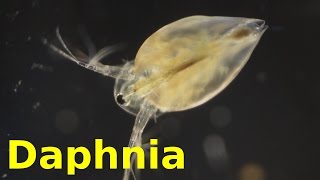 Daphnia [upl. by Anayeek]