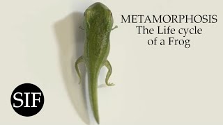 METAMORPHOSIS The Life cycle of a Frog [upl. by Walsh]