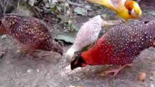 Pheasants mixed aviary [upl. by Dunaville]