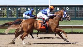 Colorados Fastest Horses Quarter Horses at Arapahoe Park [upl. by Lacy446]