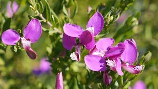 MyrtenKreuzblume Polygala myrtifolia [upl. by Maressa]