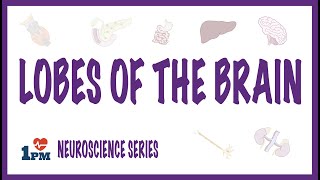 LOBES OF THE BRAIN [upl. by Licec190]